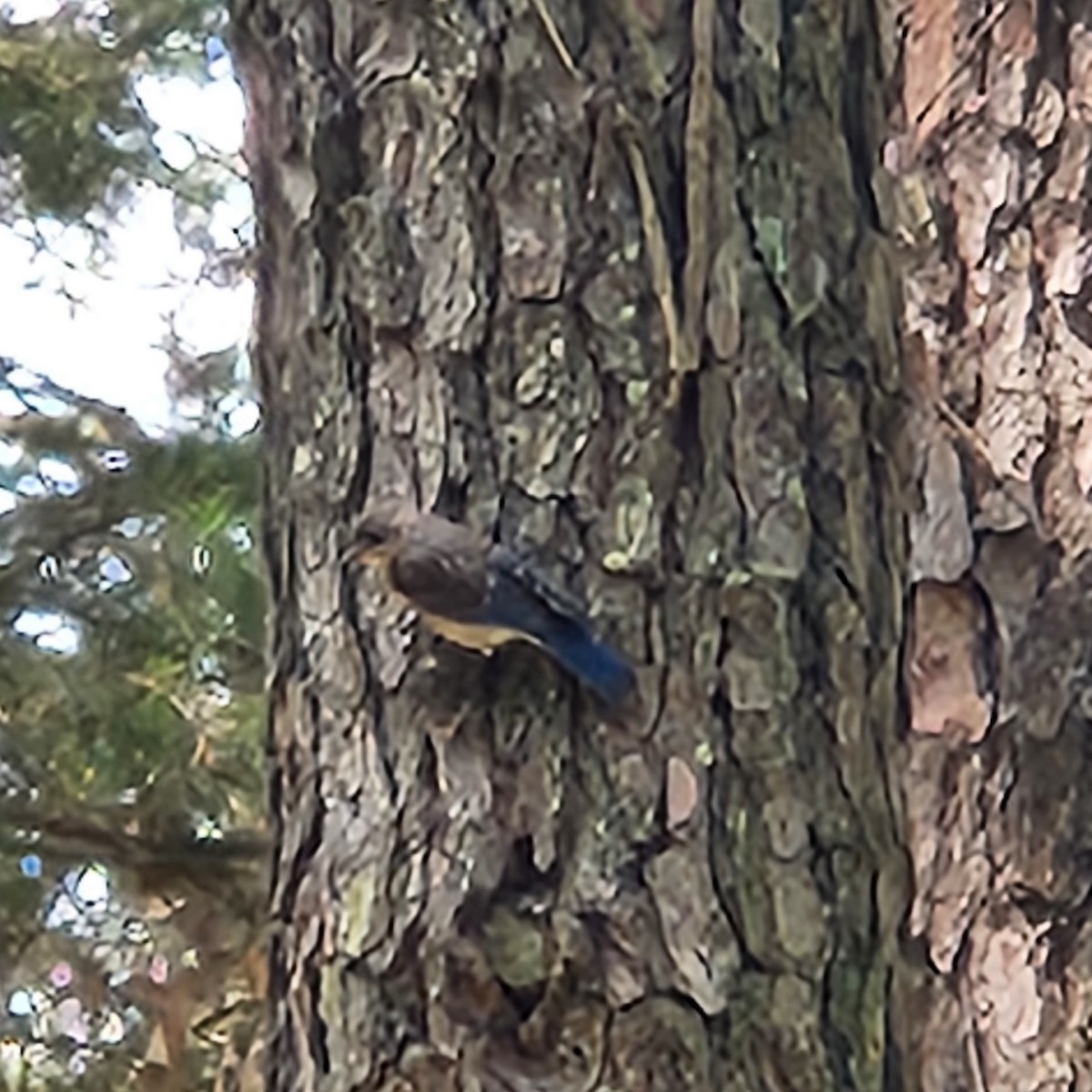 Eastern Bluebird - Valerie Watters-Burke