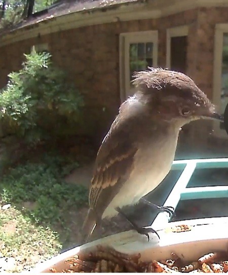 Eastern Wood-Pewee - ML620953747