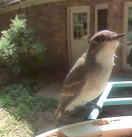 Eastern Wood-Pewee - ML620953748