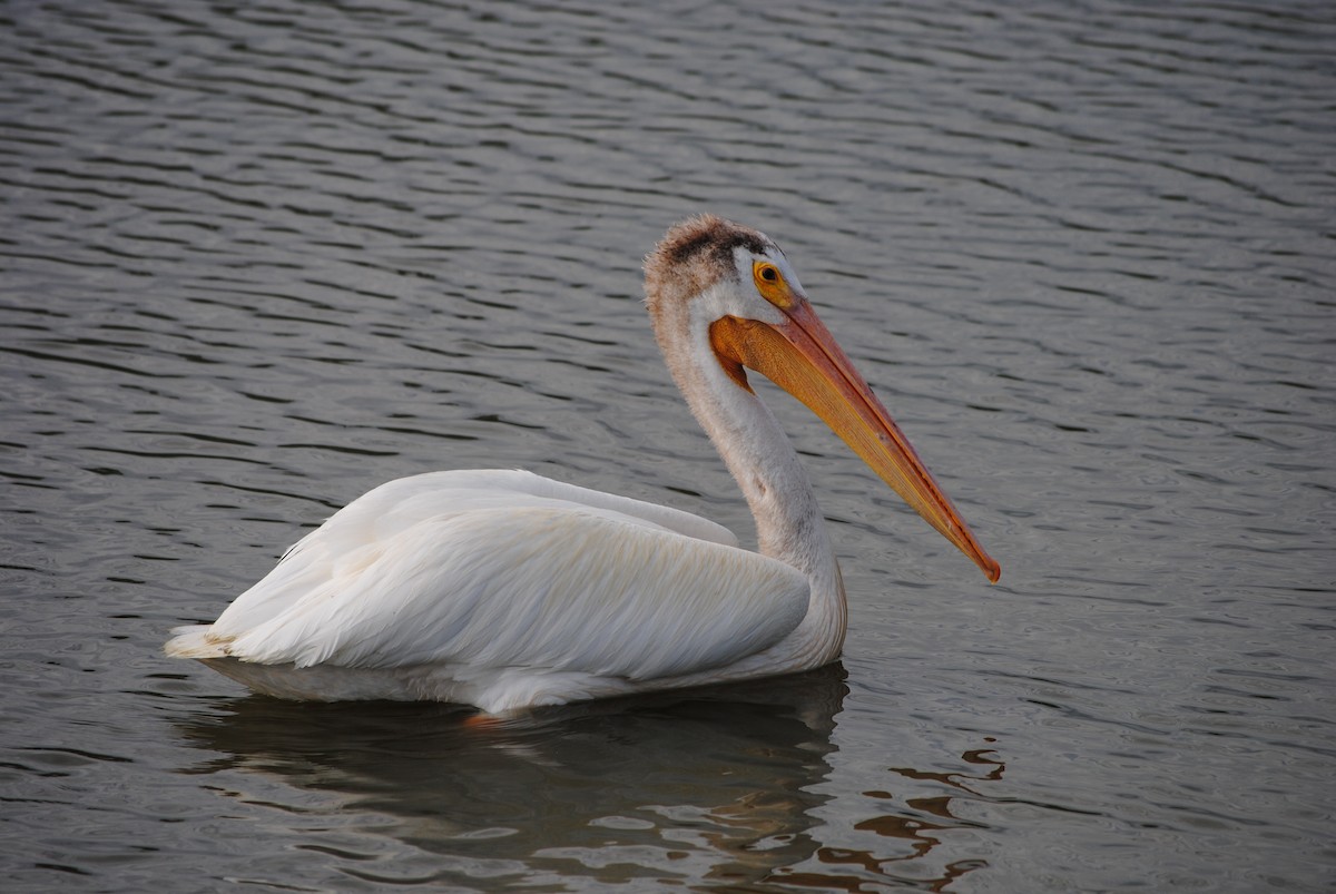 American White Pelican - ML620953757