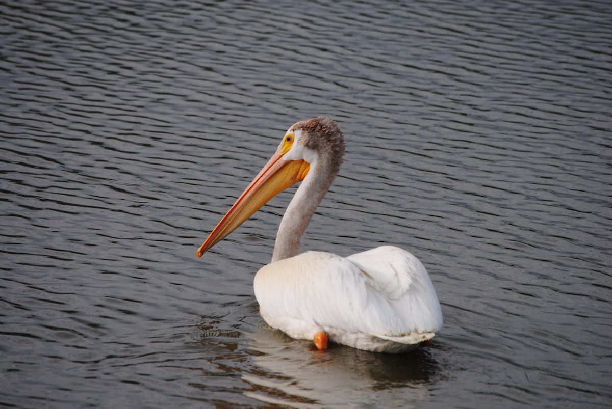 American White Pelican - ML620953758