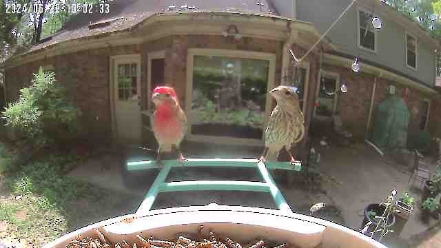 House Finch - ML620953762