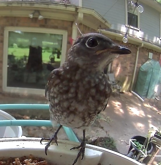 Eastern Bluebird - ML620953769