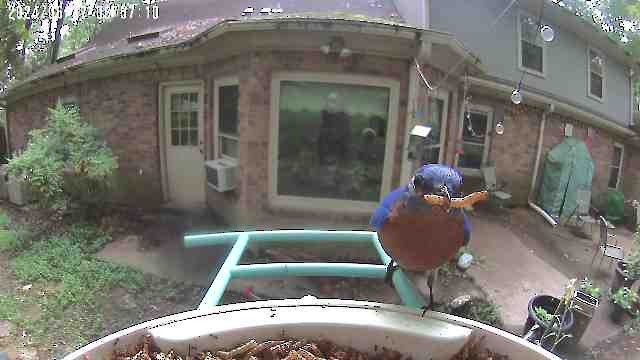 Eastern Bluebird - ML620953784