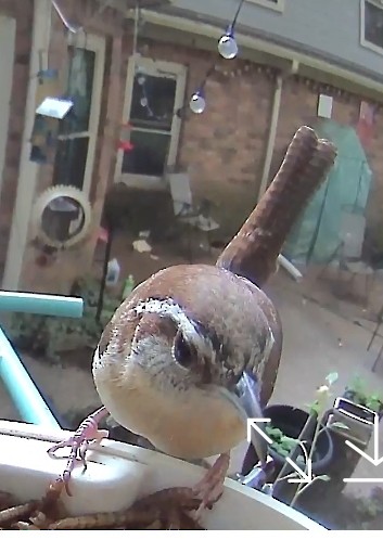 Carolina Wren - ML620953798