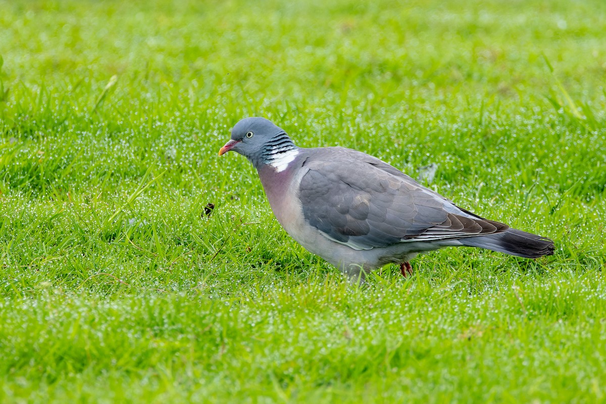 Common Wood-Pigeon - ML620953827