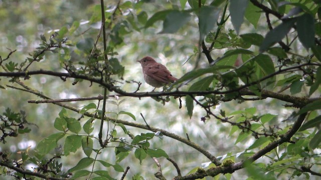 Common Nightingale - ML620953830