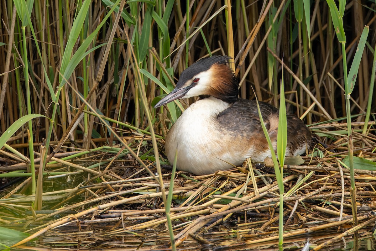 Great Crested Grebe - ML620953870