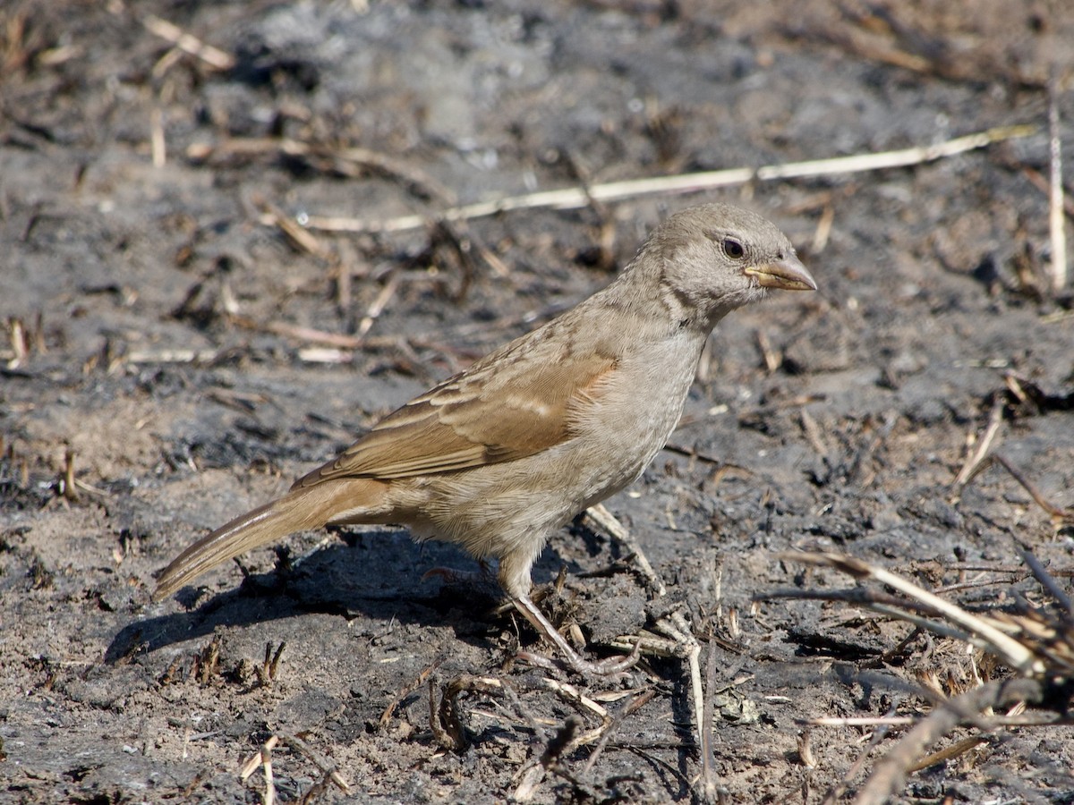 Swahili Sparrow - ML620953979