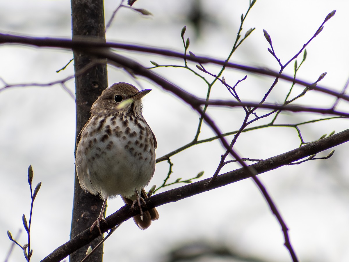 Hermit Thrush - ML620954144