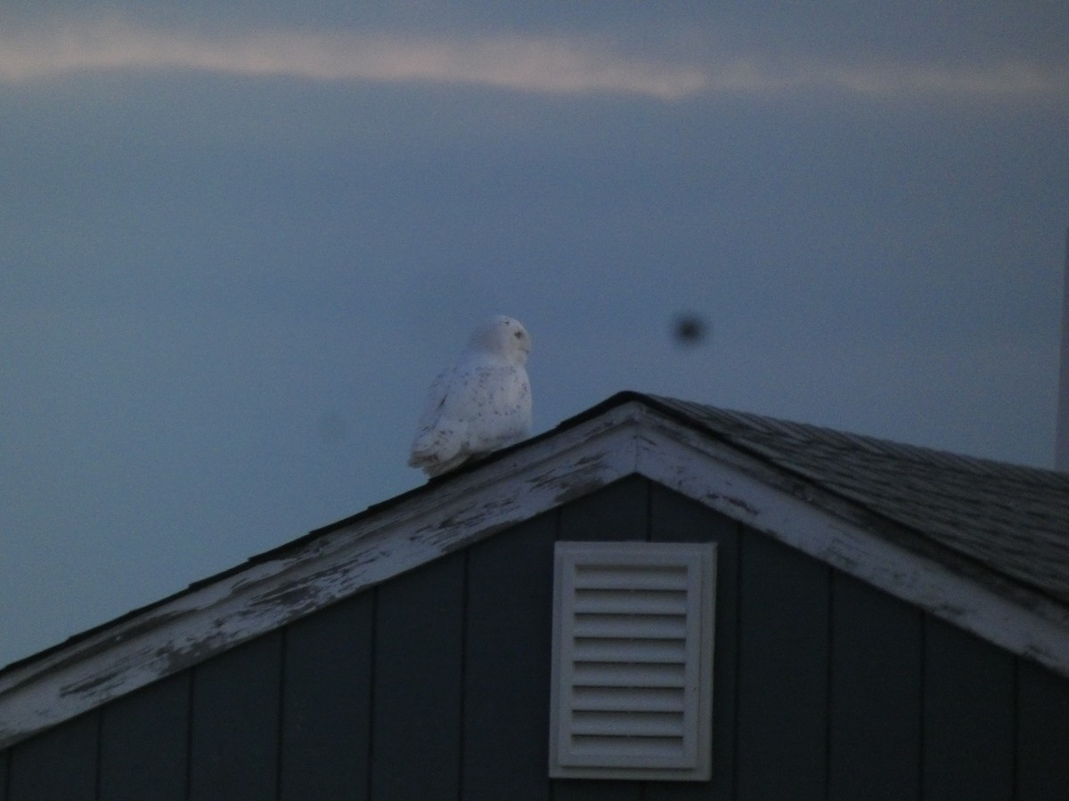 Snowy Owl - ML620954161