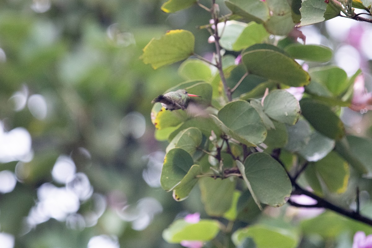 Gilded Hummingbird - ML620954185