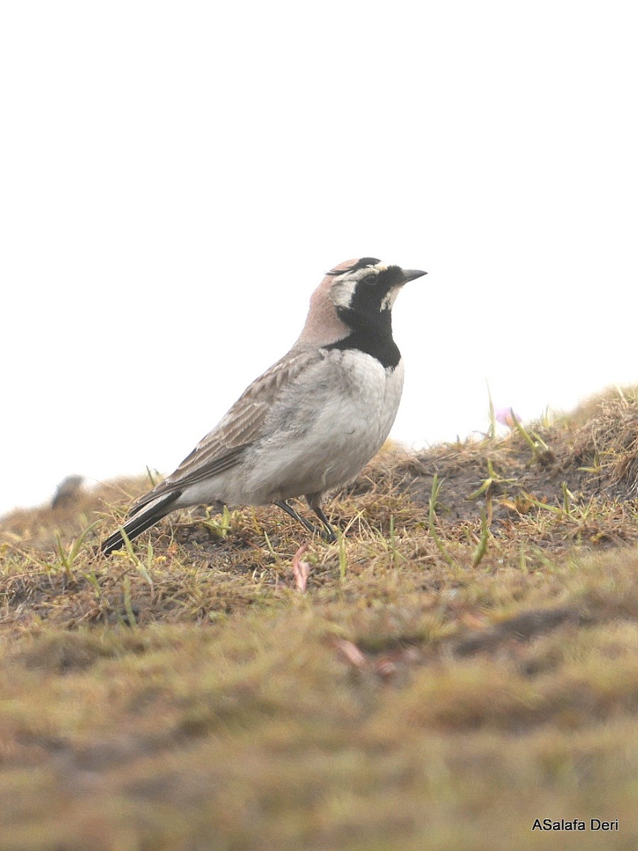 Horned Lark (Black-necklaced) - Fanis Theofanopoulos (ASalafa Deri)