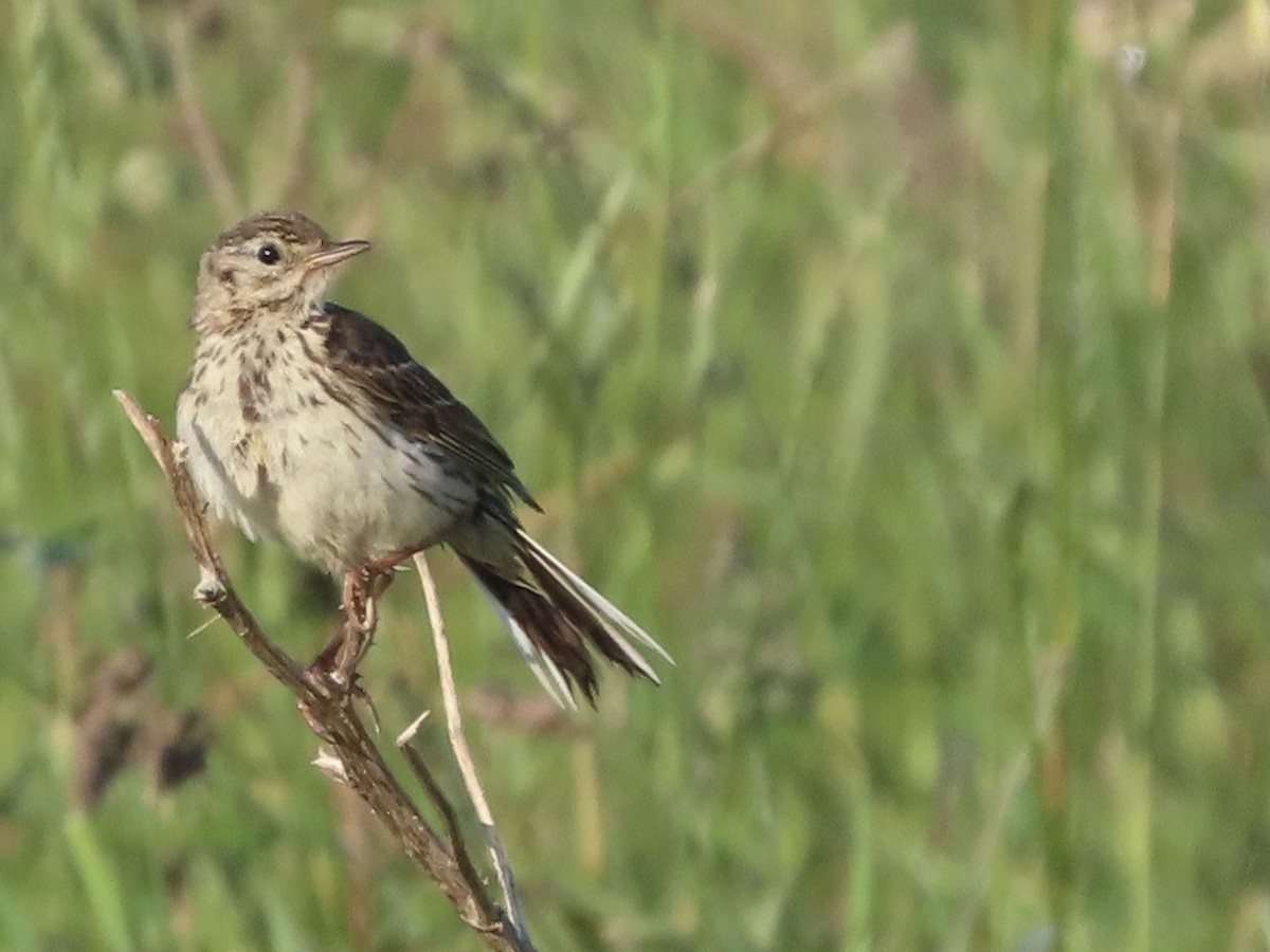 Meadow Pipit - ML620954338