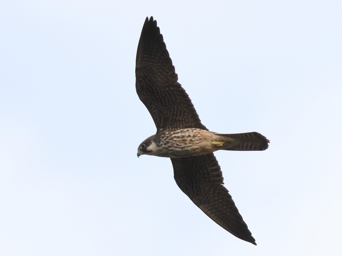 Eleonora's Falcon - ML620954393
