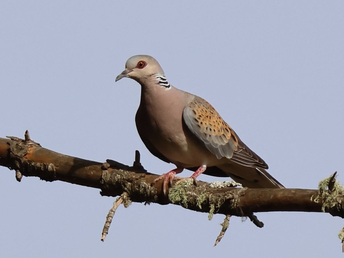 European Turtle-Dove - ML620954432