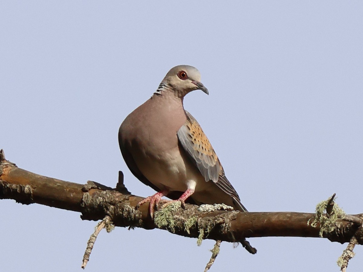 European Turtle-Dove - ML620954439