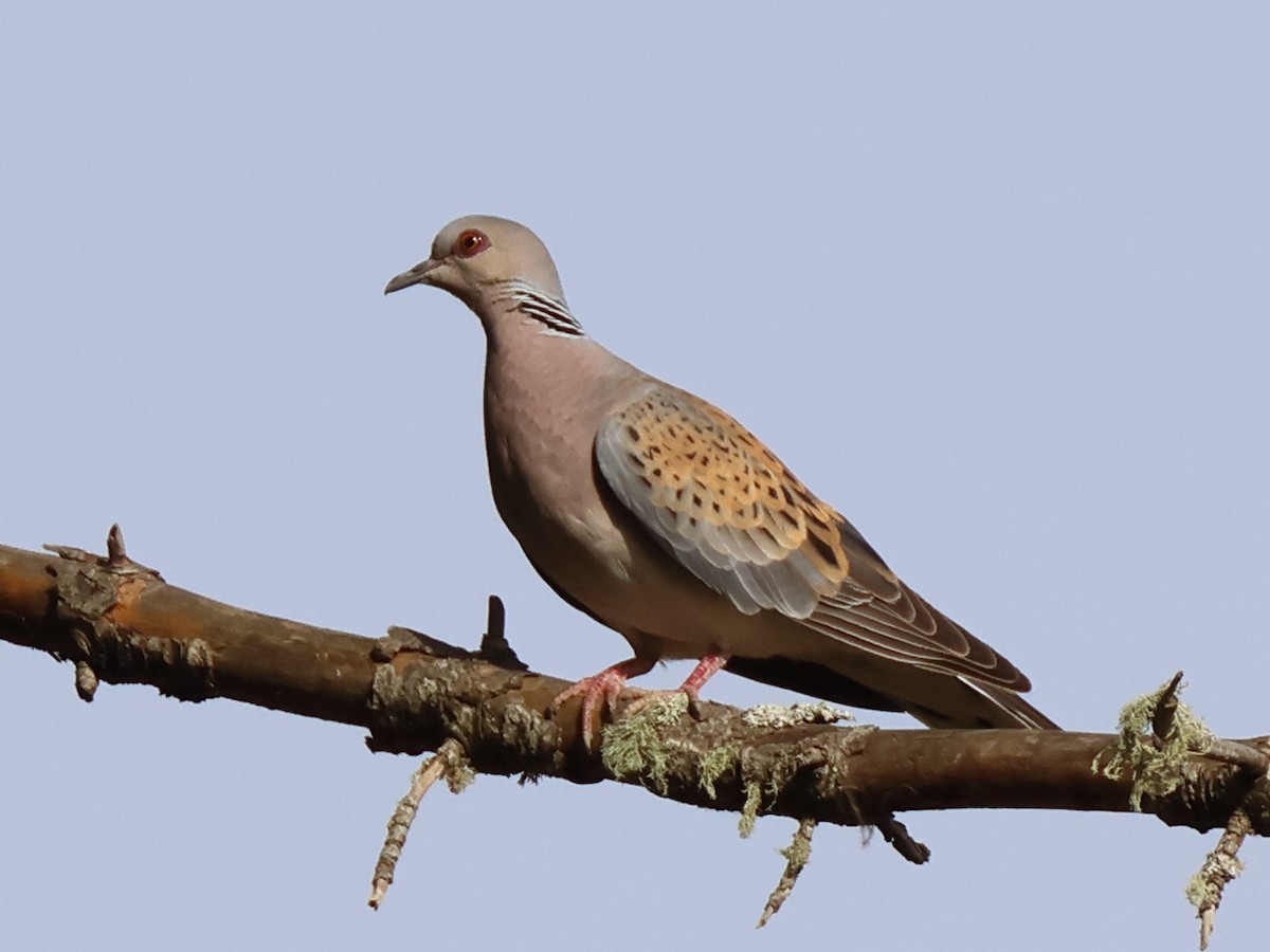 European Turtle-Dove - ML620954443