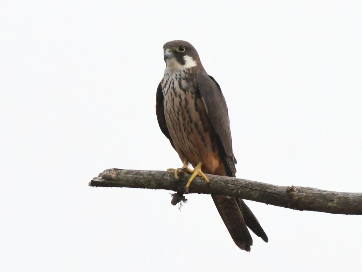 Eleonora's Falcon - ML620954475