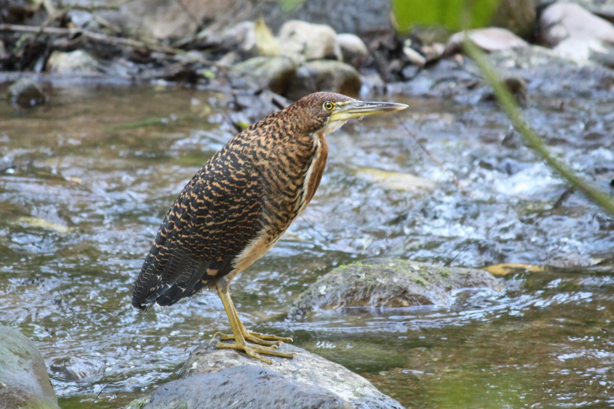 Fasciated Tiger-Heron - ML620954479
