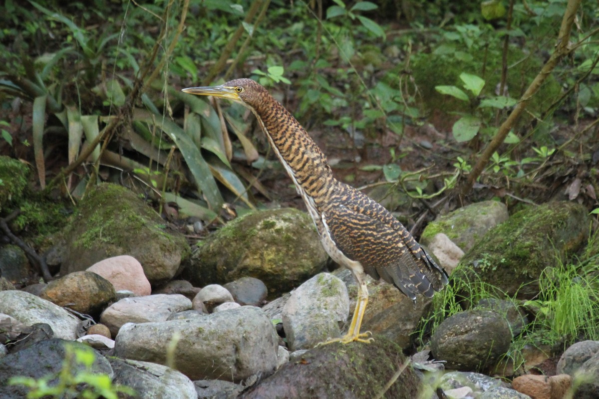 Fasciated Tiger-Heron - ML620954480