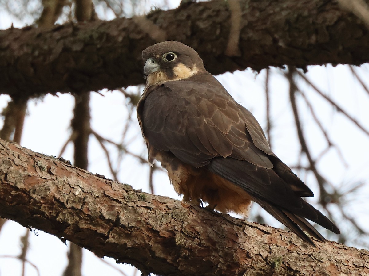 Eleonora's Falcon - ML620954486