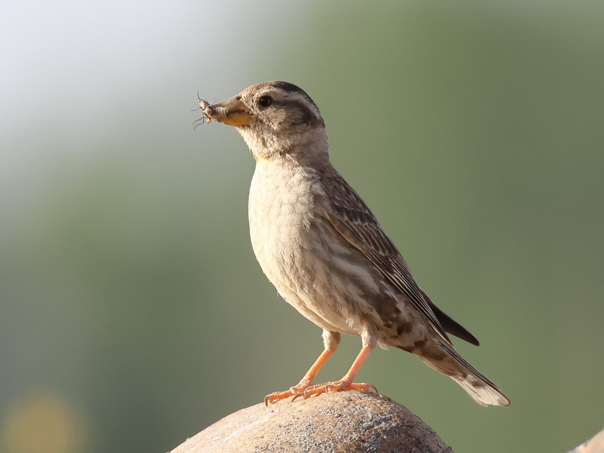 Rock Sparrow - ML620954518