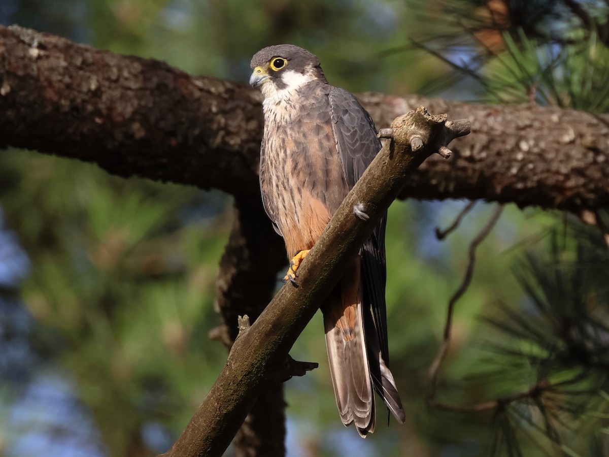 Eleonora's Falcon - ML620954528