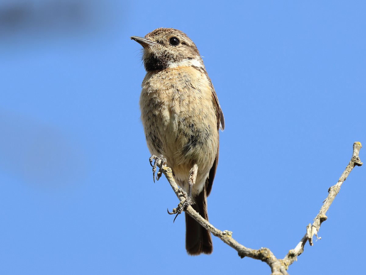 European Stonechat - ML620954563