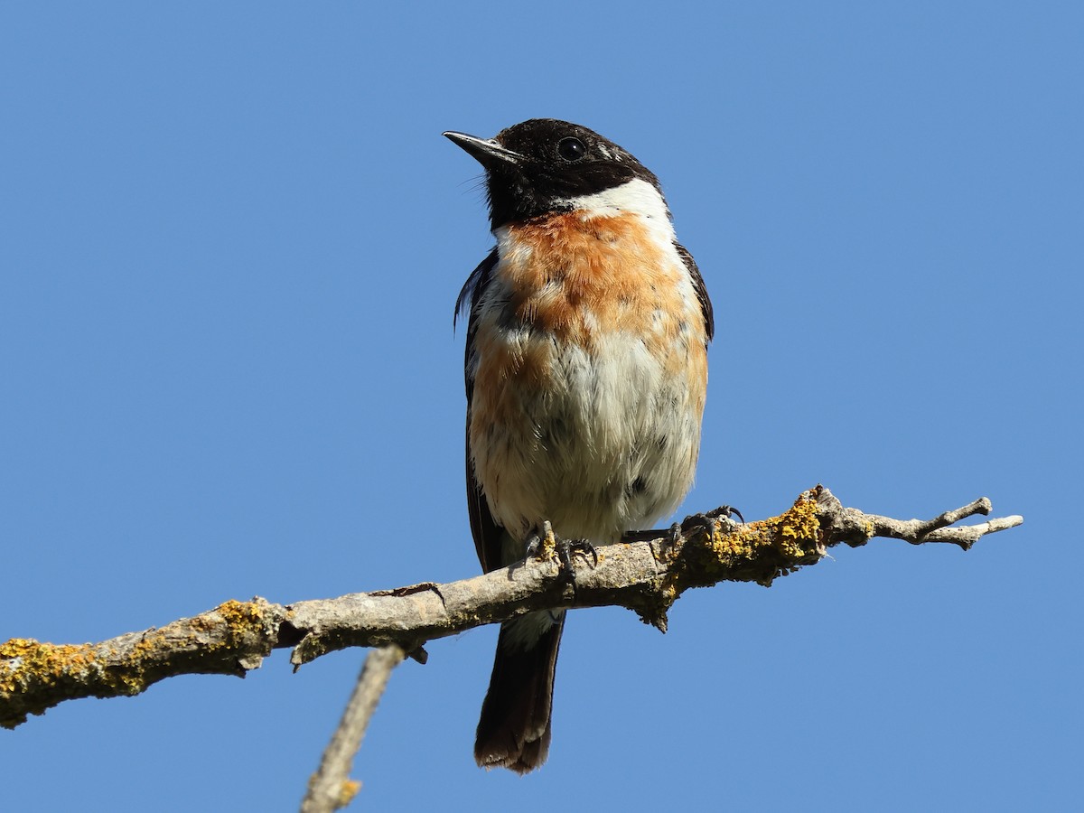 European Stonechat - ML620954568