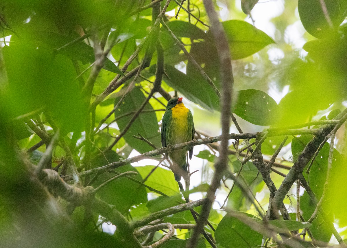 Golden-breasted Fruiteater - ML620954598