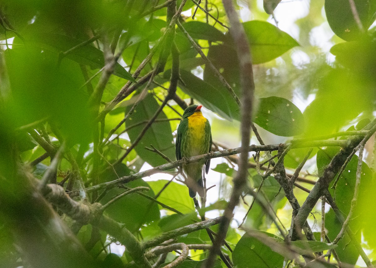 Golden-breasted Fruiteater - ML620954599