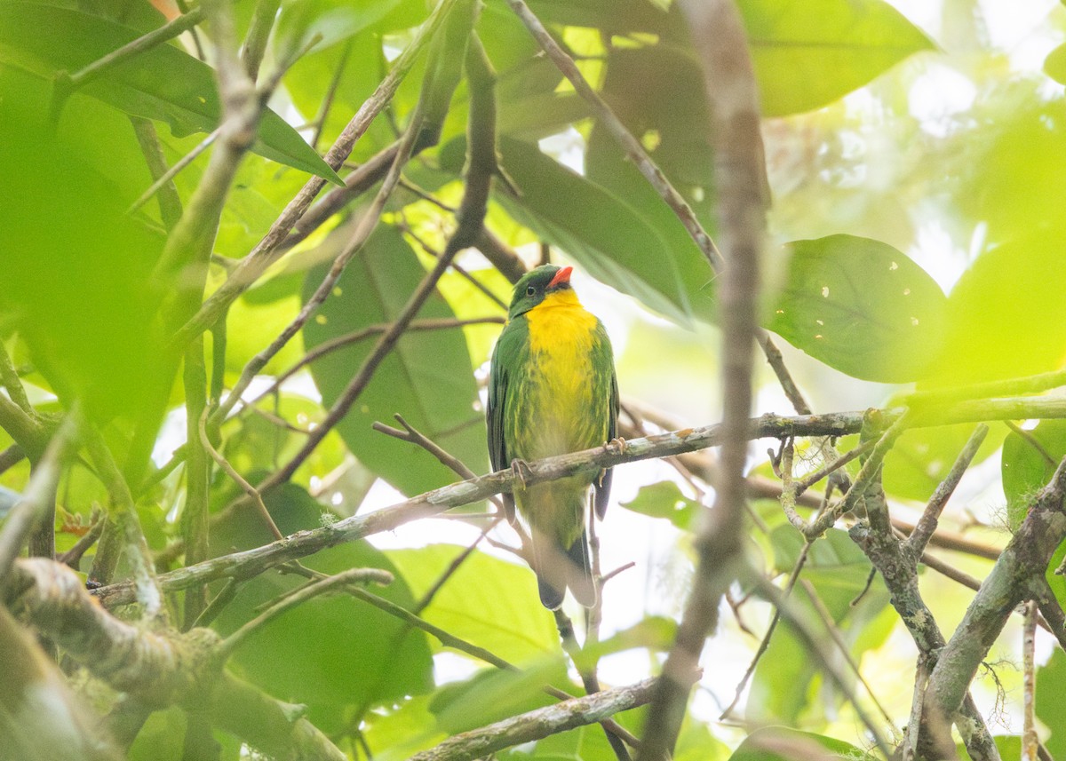 Golden-breasted Fruiteater - ML620954600