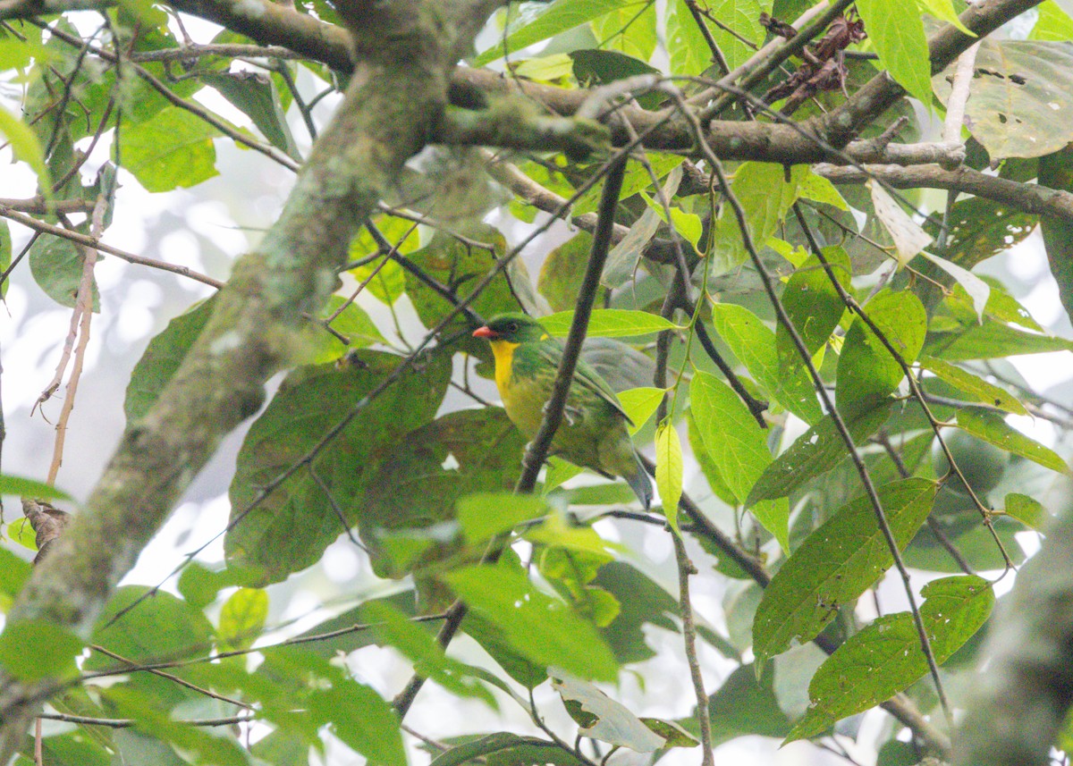 Golden-breasted Fruiteater - ML620954601