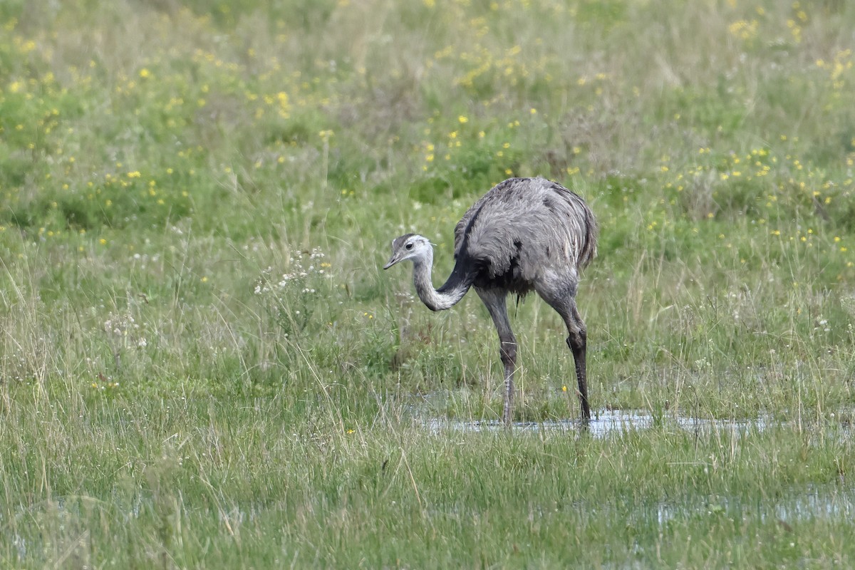 Greater Rhea - Ohad Sherer