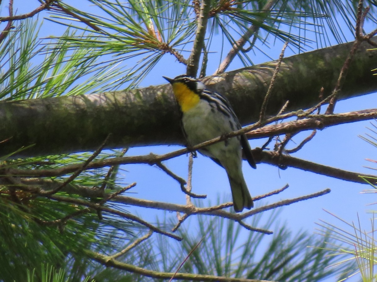 Yellow-throated Warbler - ML620954740