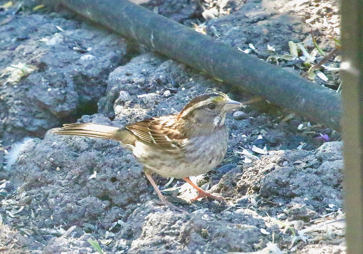 White-throated Sparrow - ML620954744