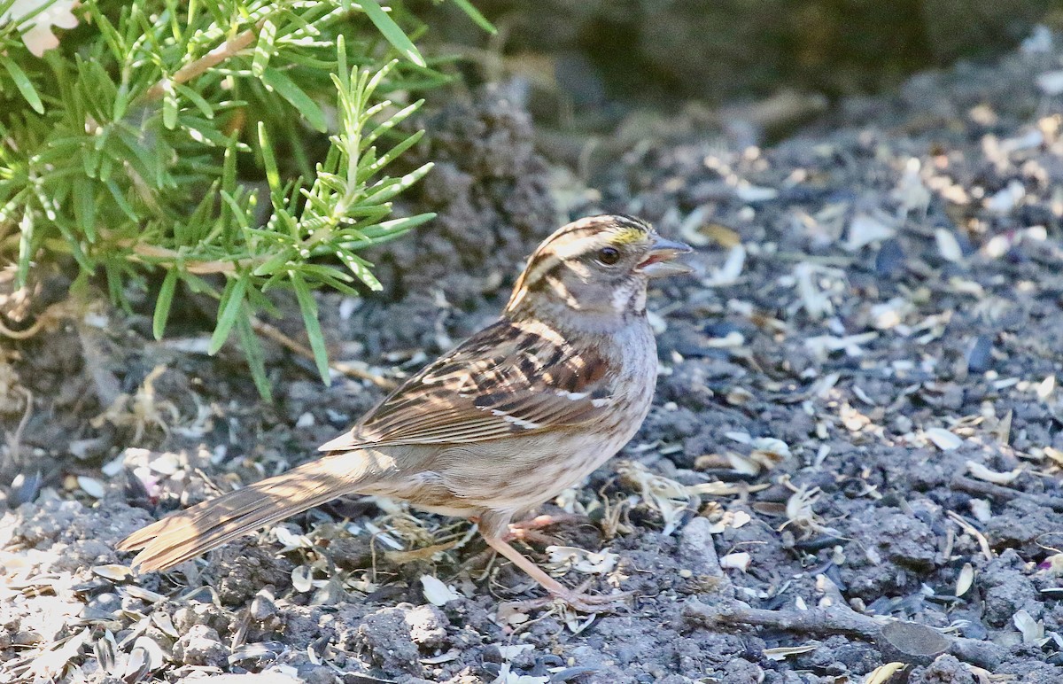 White-throated Sparrow - ML620954753