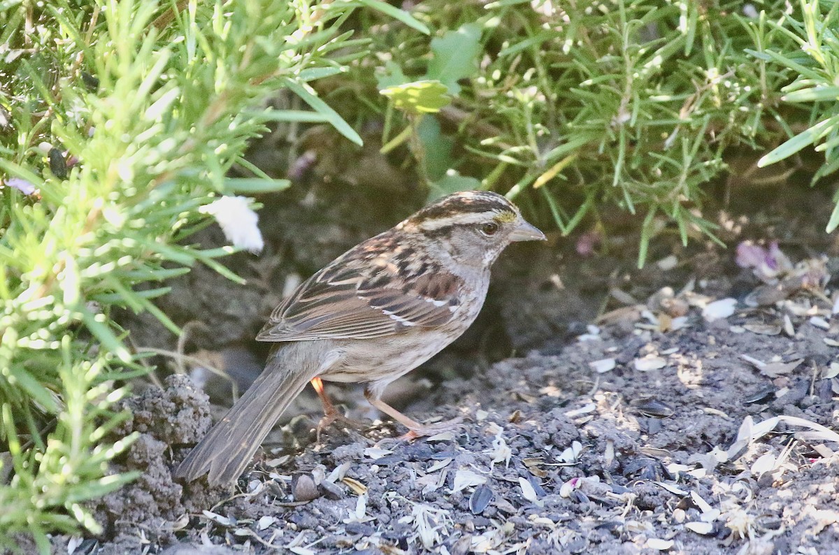 White-throated Sparrow - ML620954828