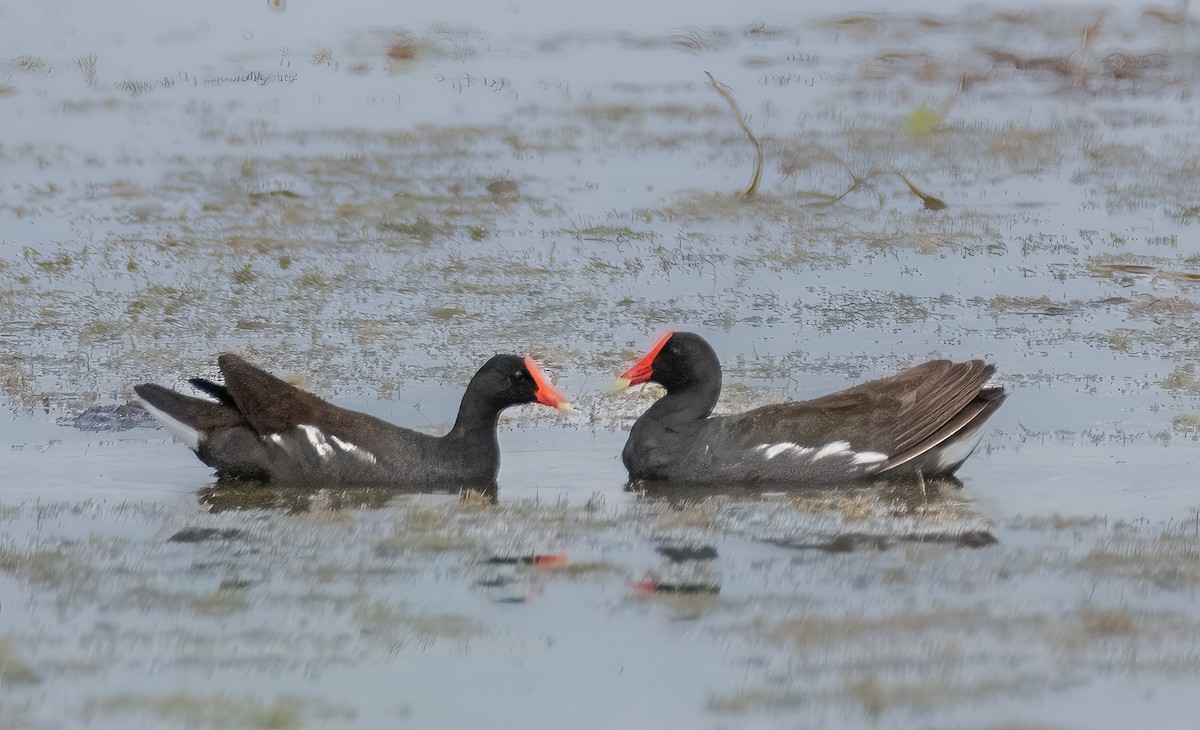 Common Gallinule - ML620954865