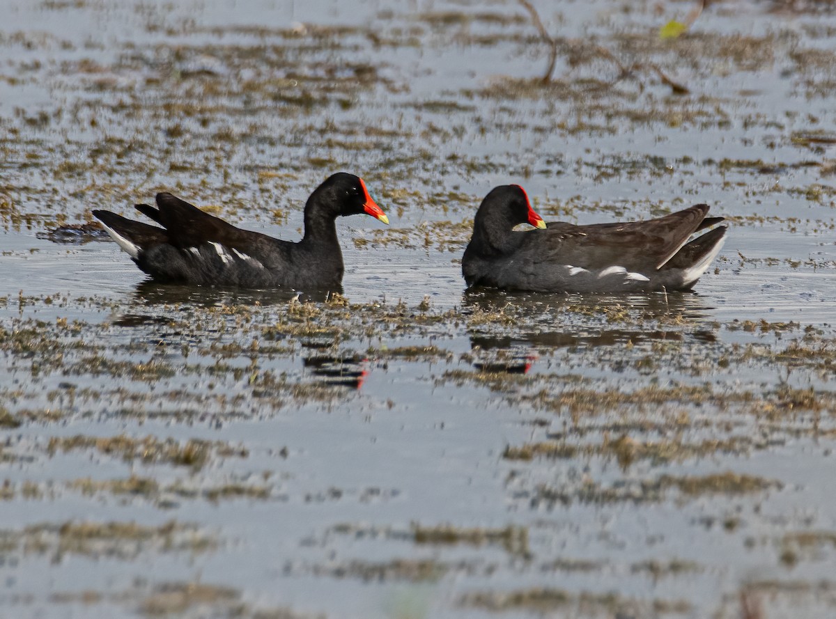 Common Gallinule - ML620954866