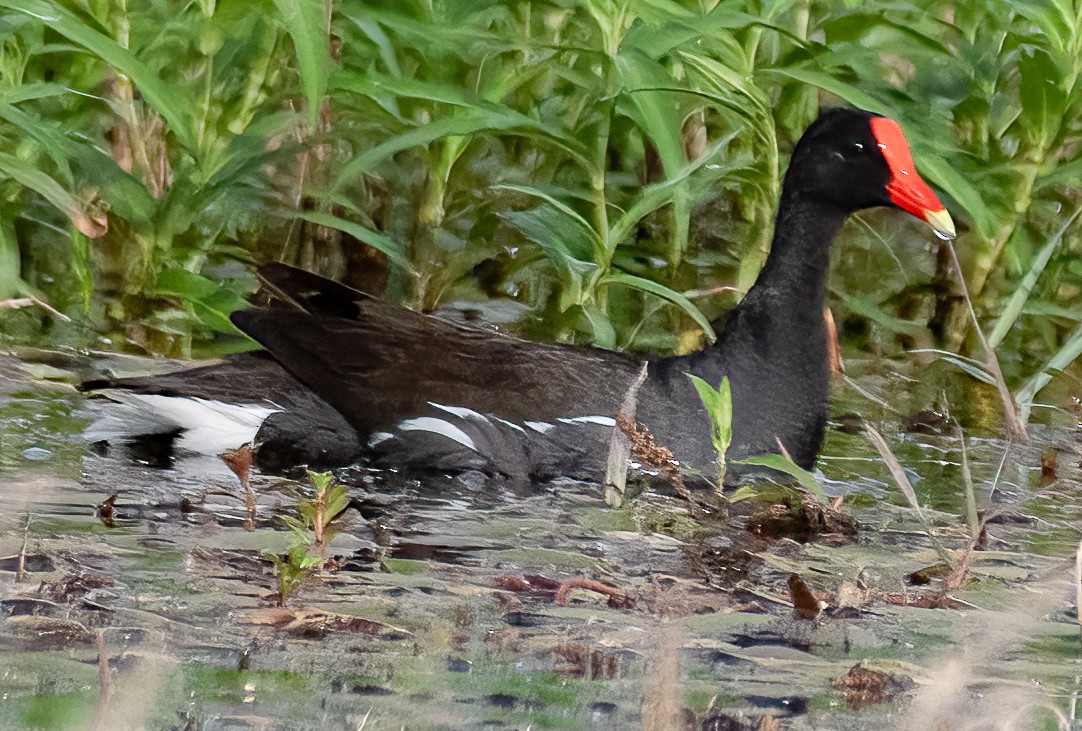 Common Gallinule - ML620954872