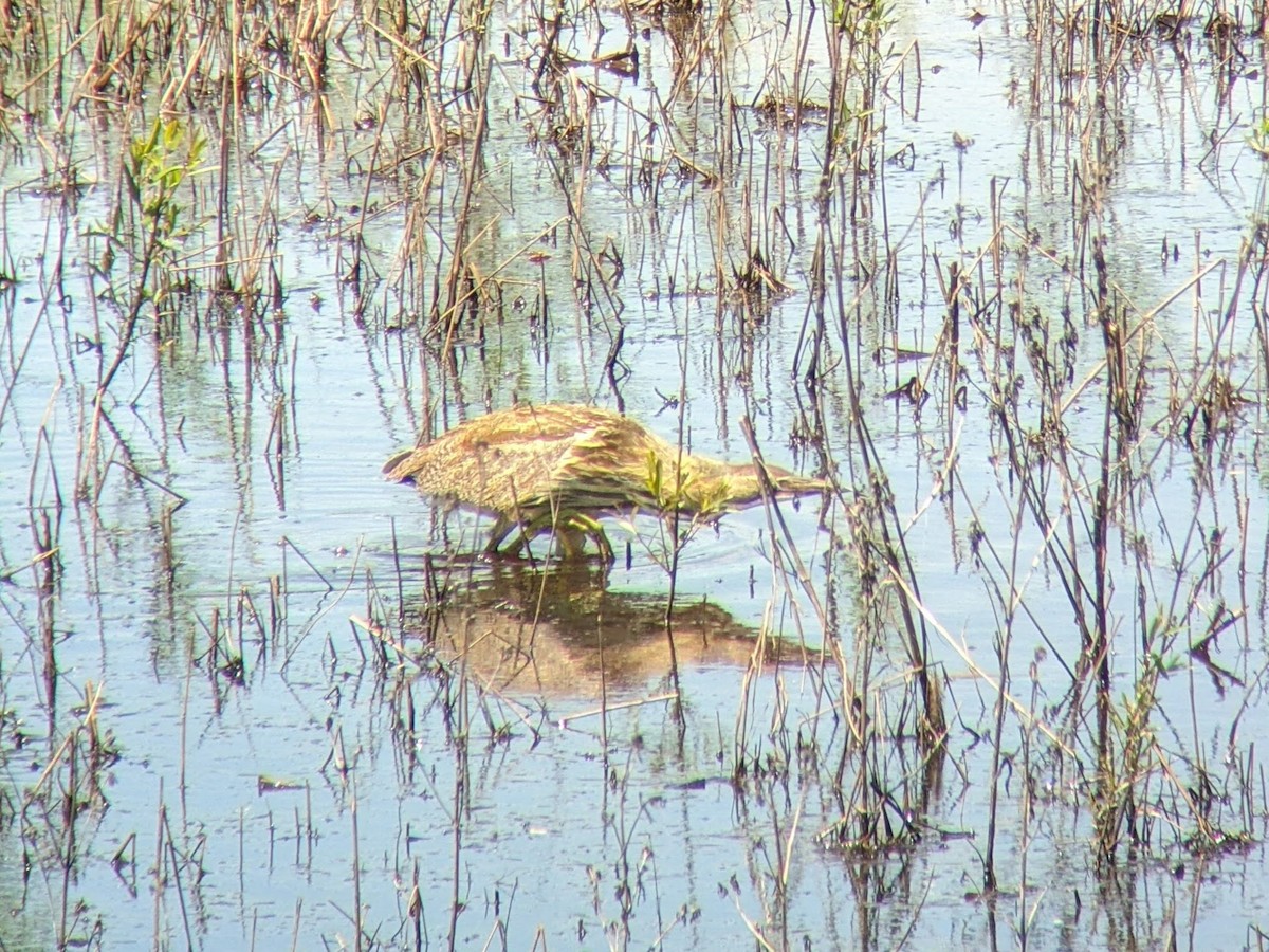 American Bittern - ML620954889