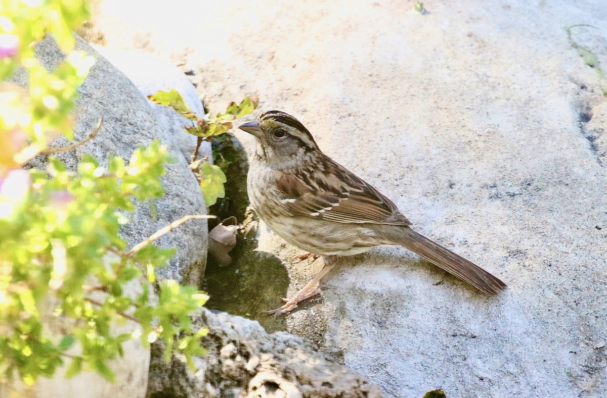 White-throated Sparrow - ML620954907