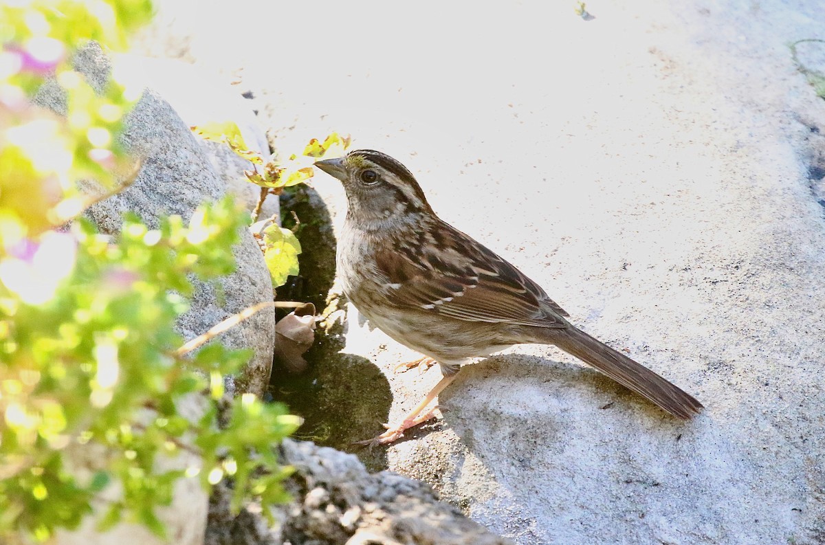 White-throated Sparrow - ML620954947