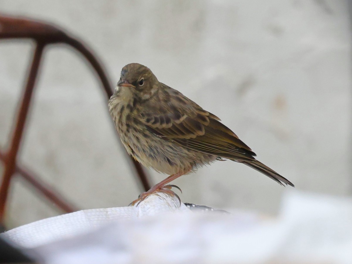 Meadow Pipit - ML620954955