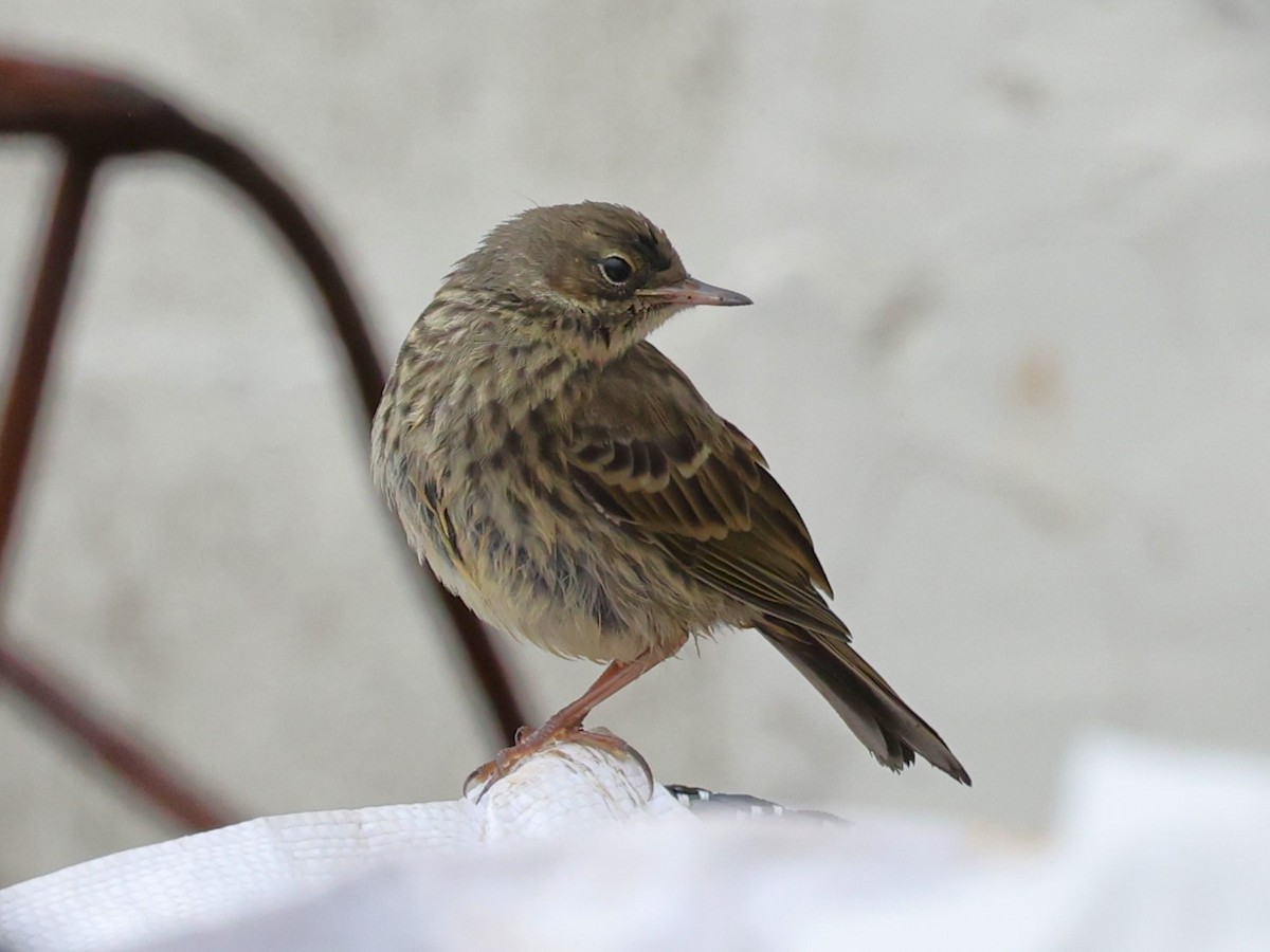 Meadow Pipit - ML620954957
