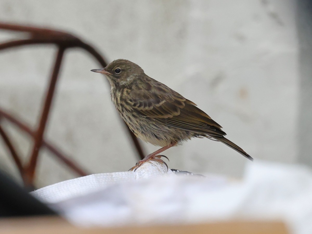 Meadow Pipit - ML620954958