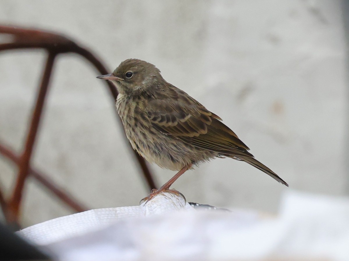 Meadow Pipit - ML620954959