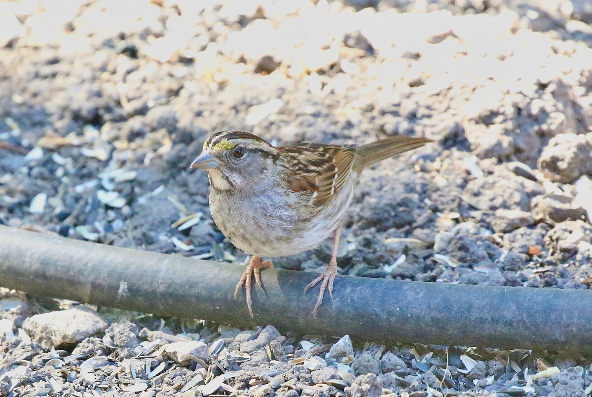 White-throated Sparrow - ML620954961
